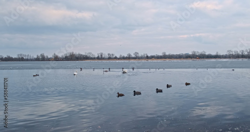White swans swim in wide river. Ugly duckling and flock of ducks and birds fly on spring cloudy day. Calm surface of the water reflects the sky. Wide shot.