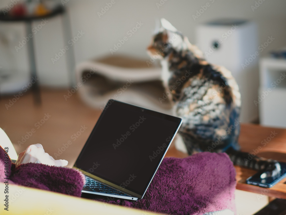 aptop computer screen, cat, morning aptop computer screen, cat, morning