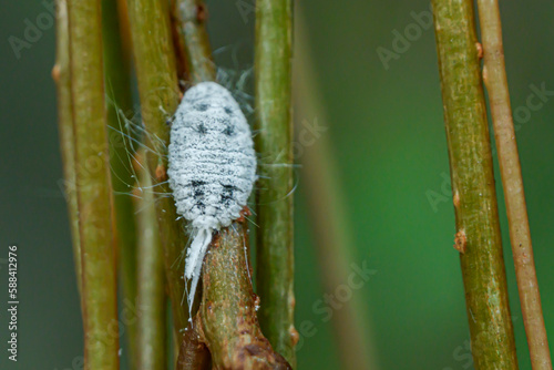 phenacoccus that lives as a pest in a plant photo
