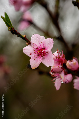 Weinbergspfirsischblüten im Regen photo