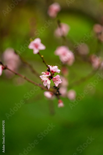 Weinbergspfirsischblüten im Regen