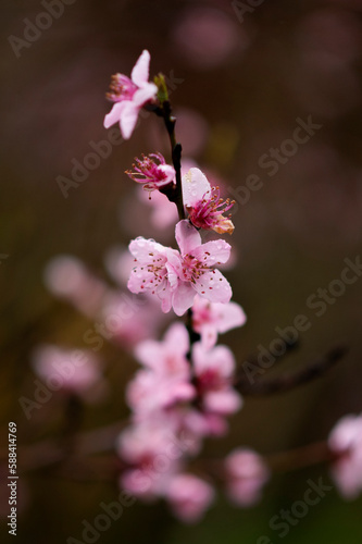 Weinbergspfirsischblüten im Regen