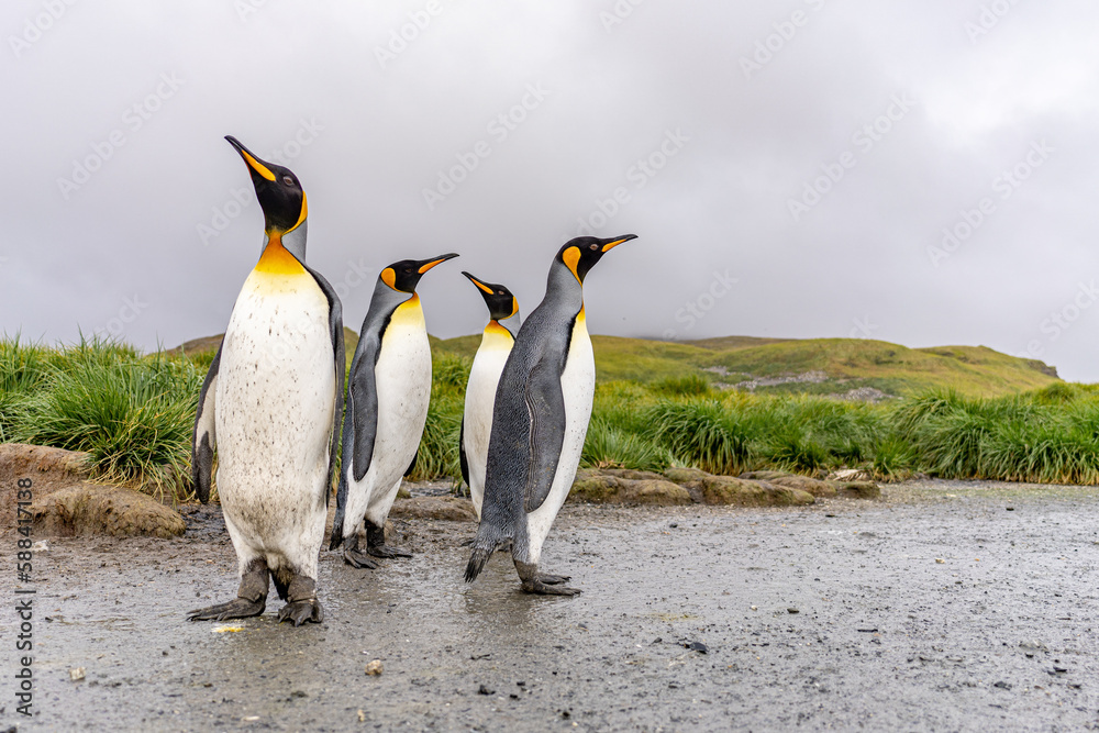 Fototapeta premium Gruppe von 4 Königspinguinen (APTENODYTES PATAGONICUS) auf Süd Georgien