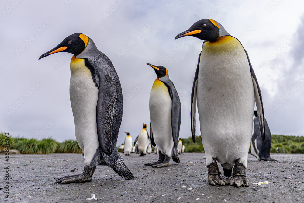 Fototapeta premium Gruppe von 3 Königspinguinen (APTENODYTES PATAGONICUS) auf Süd Georgien