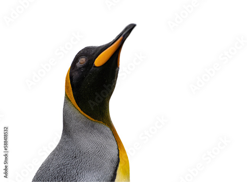 seitliche Nahaufnahme vom Kopf eines hübschen Königspinguins, freigestellt vor weißem Hintergrund photo