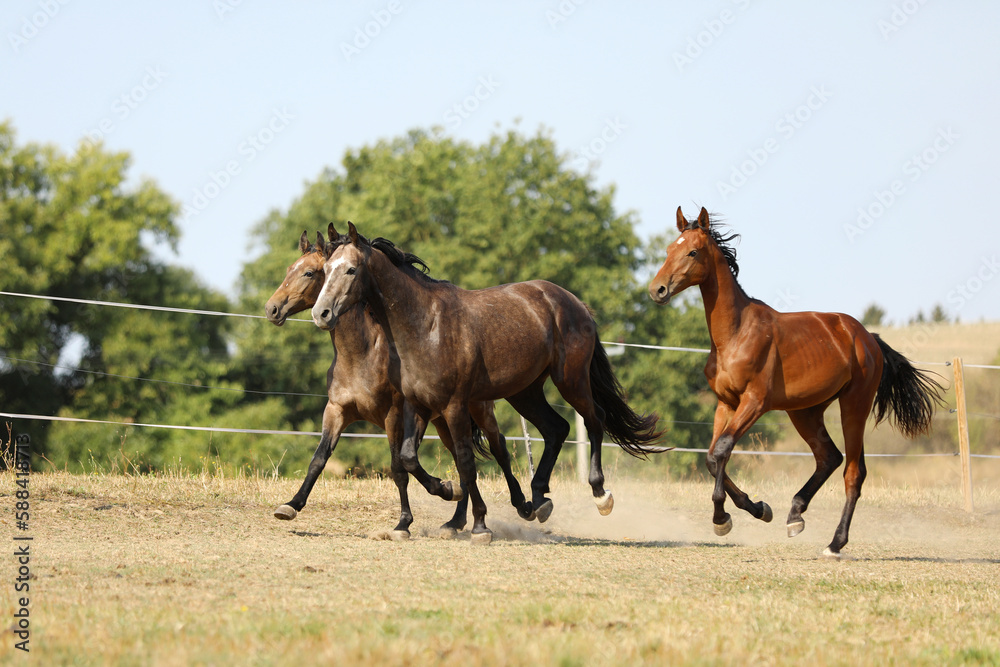 Herd of young sport horses galloping on pasture during summer morning, agricultural farm scene Herd of young sport horses galloping on pasture during summer morning, agricultural farm scene