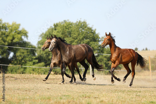 Fototapeta Naklejka Na Ścianę i Meble -  Herd of young sport horses galloping on pasture during summer morning, agricultural farm scene