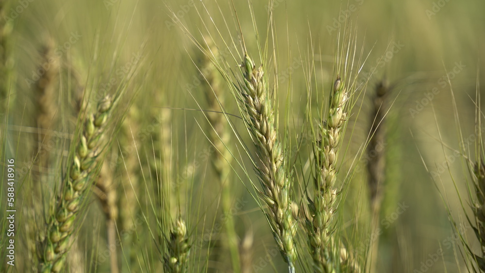 Field of barley in a summer day. Harvesting period. Gold wheat field and blue sky Field of barley in a summer day. Harvesting period. Gold wheat field and blue sky