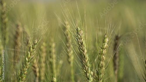 Field of barley in a summer day. Harvesting period. Gold wheat field and blue sky