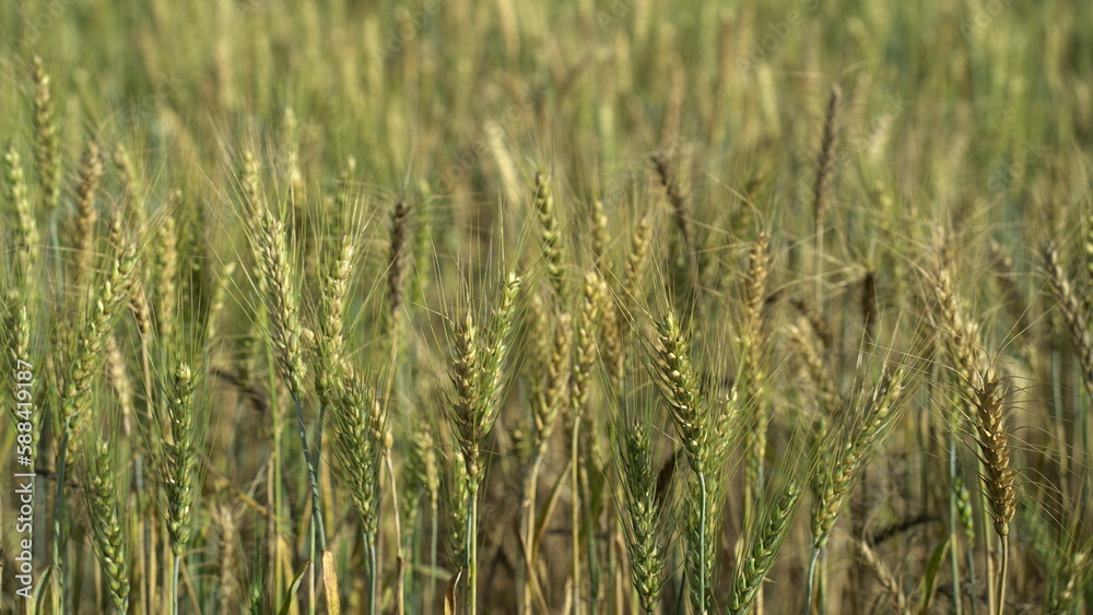 Field of barley in a summer day. Harvesting period. Gold wheat field and blue sky Field of barley in a summer day. Harvesting period. Gold wheat field and blue sky