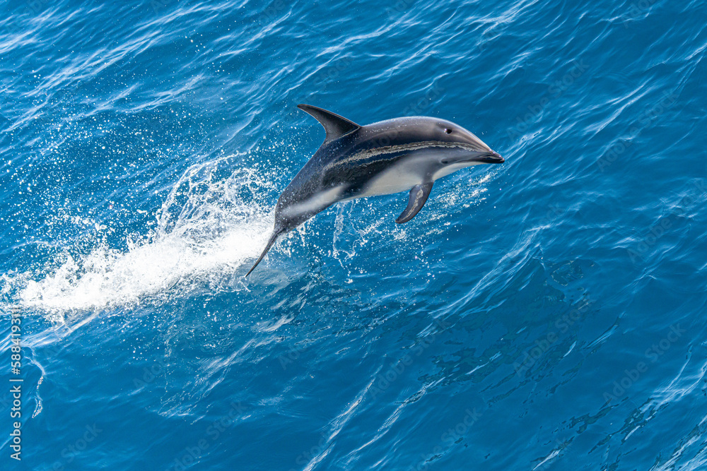Fototapeta premium verspielter, springender Schwarzdelfin (Lagernohynchus obscurus) im offenen Meer