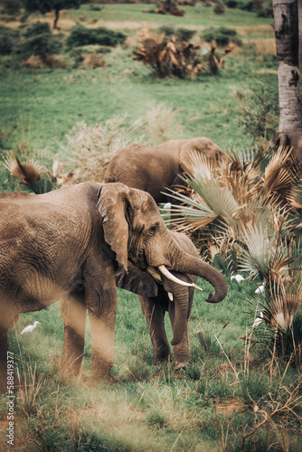 An African Elephant in Murchison Falls National Park in Uganda Africa 