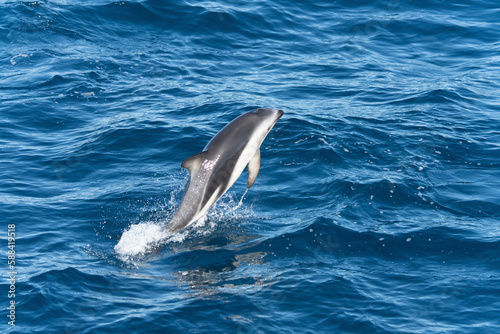 verspielter, springender Schwarzdelfin (Lagernohynchus obscurus) im offenen Meer