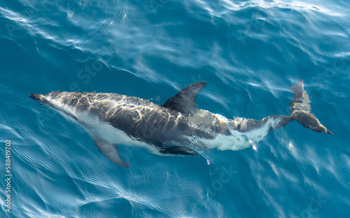verspielter, springender Schwarzdelfin (Lagernohynchus obscurus) im offenen Meer photo