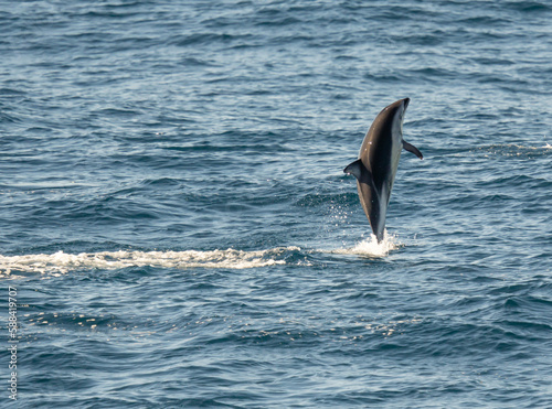 verspielter  springender Schwarzdelfin  Lagernohynchus obscurus  im offenen Meer