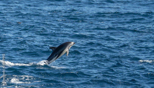 verspielter  springender Schwarzdelfin  Lagernohynchus obscurus  im offenen Meer