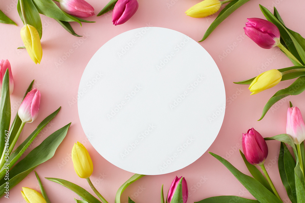 Top view photo of white circle yellow pink tulips flowers on isolated pastel pink background with blank space. Spring mood concept
