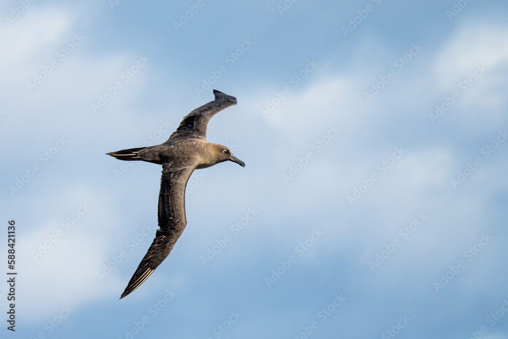 Dunkelalbatros (Phoebetria fusca) ein rußschwarzer Albatros mit charakteristisch langen, schmalen Flügeln und einem schmal auslaufenden Schwanz gleitet elegant im Segelflug durch die Luft Dunkelalbatros (Phoebetria fusca) ein rußschwarzer Albatros mit charakteristisch langen, schmalen Flügeln und einem schmal auslaufenden Schwanz gleitet elegant im Segelflug durch die Luft