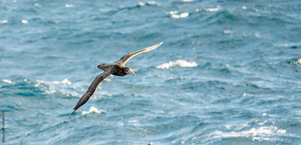 Wanderalbatros (Diomedea exulans) - der Vogel mit der größten Flügelspannweite der Welt segelt im Gleitflug über das blaue Meer Wanderalbatros (Diomedea exulans) - der Vogel mit der größten Flügelspannweite der Welt segelt im Gleitflug über das blaue Meer