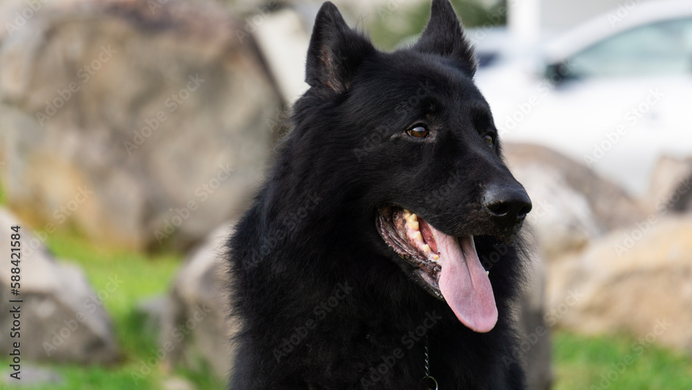 Perro pastor Alemán, línea de trabajo, negro solido, guardian, temperamento firme típico de la raza pura, líneas checas, perro de protección y perro de compañía. Perro pastor Alemán, línea de trabajo, negro solido, guardian, temperamento firme típico de la raza pura, líneas checas, perro de protección y perro de compañía.