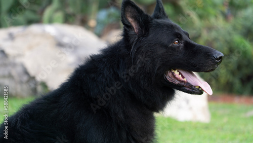Perro pastor Alemán, línea de trabajo, negro solido, guardian, temperamento firme típico de la raza pura, líneas checas, perro de protección y perro de compañía.  photo
