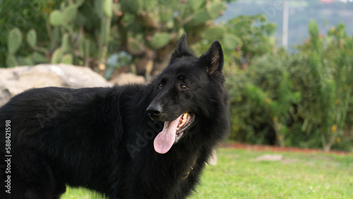 Perro pastor Alemán, línea de trabajo, negro solido, guardian, temperamento firme típico de la raza pura, líneas checas, perro de protección y perro de compañía.  photo