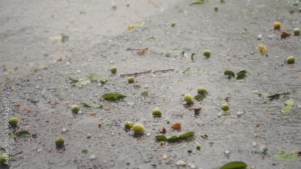 Hail Droplets Trees in the urban district ruined because of severe weather. Water ...