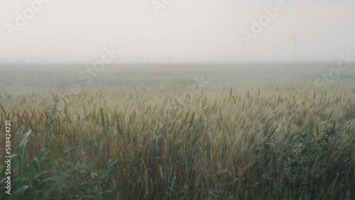 Summer heavy storm hits the wheat field waving in the wind. Poor visibility due to heavy rain, bad weather condition with poor visibility and strong wind.