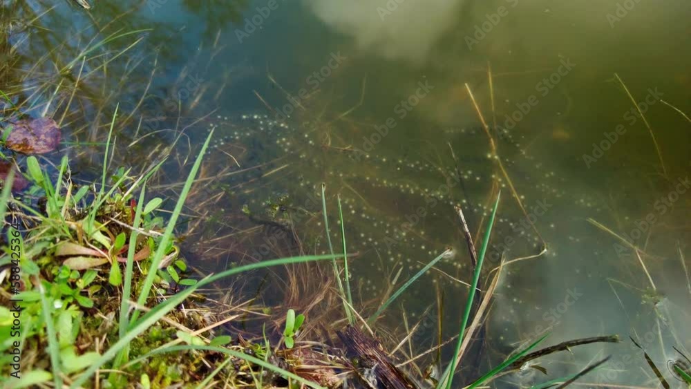 Close up view of amphibian eggs cords, string toad eggs on aquatic plants at the waterfront, common toad, european toad spawn in spring Close up view of amphibian eggs cords, string toad eggs on aquatic plants at the waterfront, common toad, european toad spawn in spring