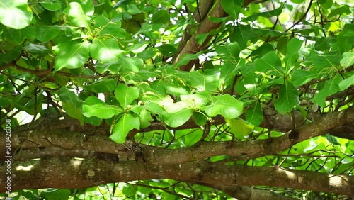 Terminalia catappa on the nature. Also called country almond, sea almond and tropical almond photo