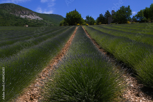 Champ de lavandes photo