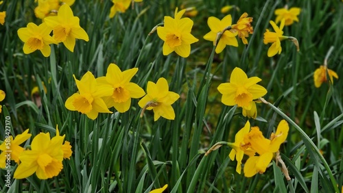Narcissus pseudonarcissus flowers, commonly known as wild daffodil or Lent lily, in the city park. © beres