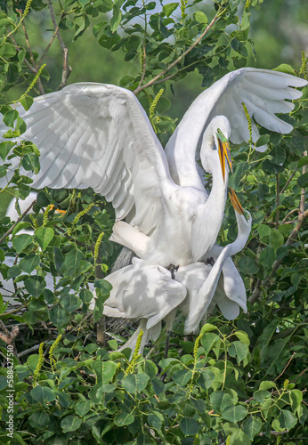 Great egrets mating at colonial bird nesting site, High Island, Texas