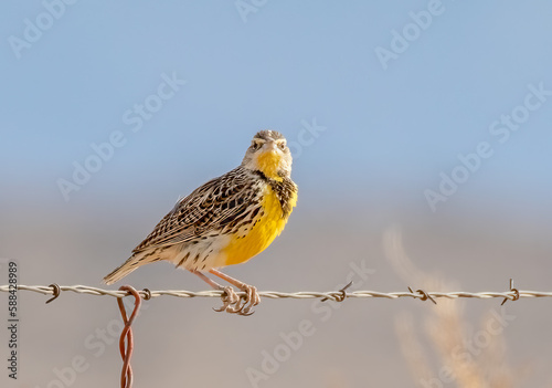 Western meadowlark (sturnella neglecta) on barbed-wire fence on a sunny day in central New Mexico