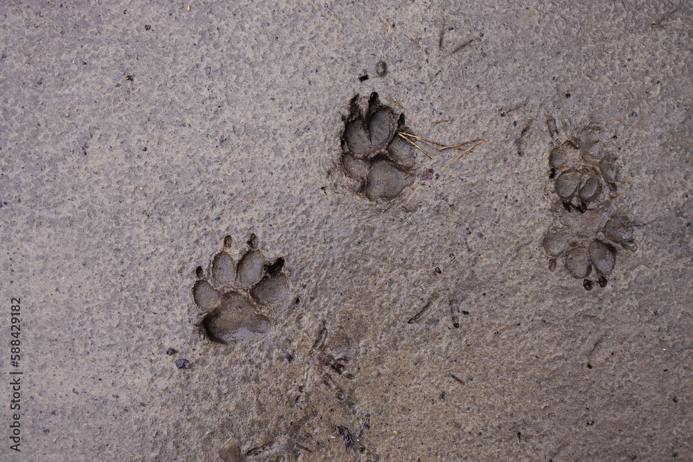 dog paw prints in a swamp after rain. four footed animals. Muddy dog