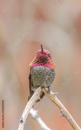 Rufous hummingbird on perch in southern Arizona
