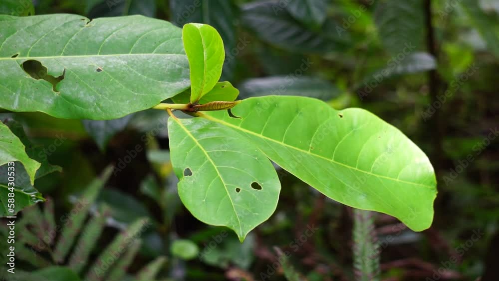 Terminalia catappa on the nature. Also called country almond, sea almond and tropical almond Terminalia catappa on the nature. Also called country almond, sea almond and tropical almond