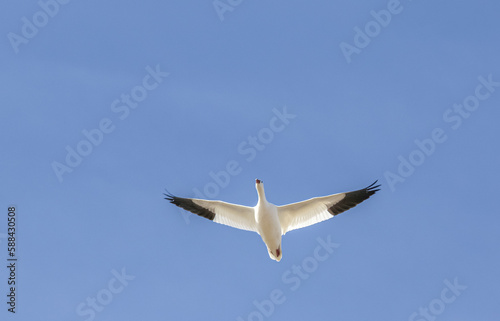 Snow goose (Chen caerulescens) flying in blue sky