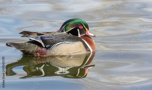 wood duck male on calm water with colorful reflection at Rio Grande Nature Center, Albuquerque, New Mexico