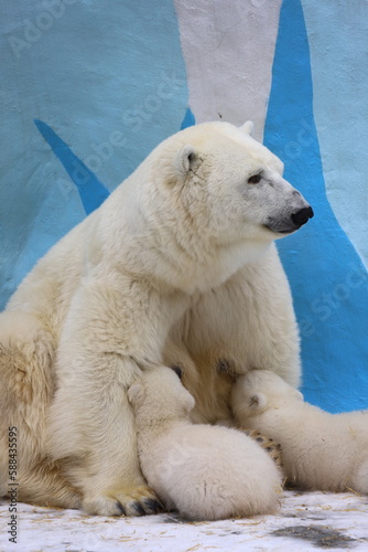 Polar bear mom feeding newborn cubs.