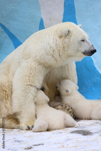 Polar bear mom feeding newborn cubs.