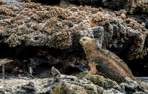 Marine Iguana on the rock