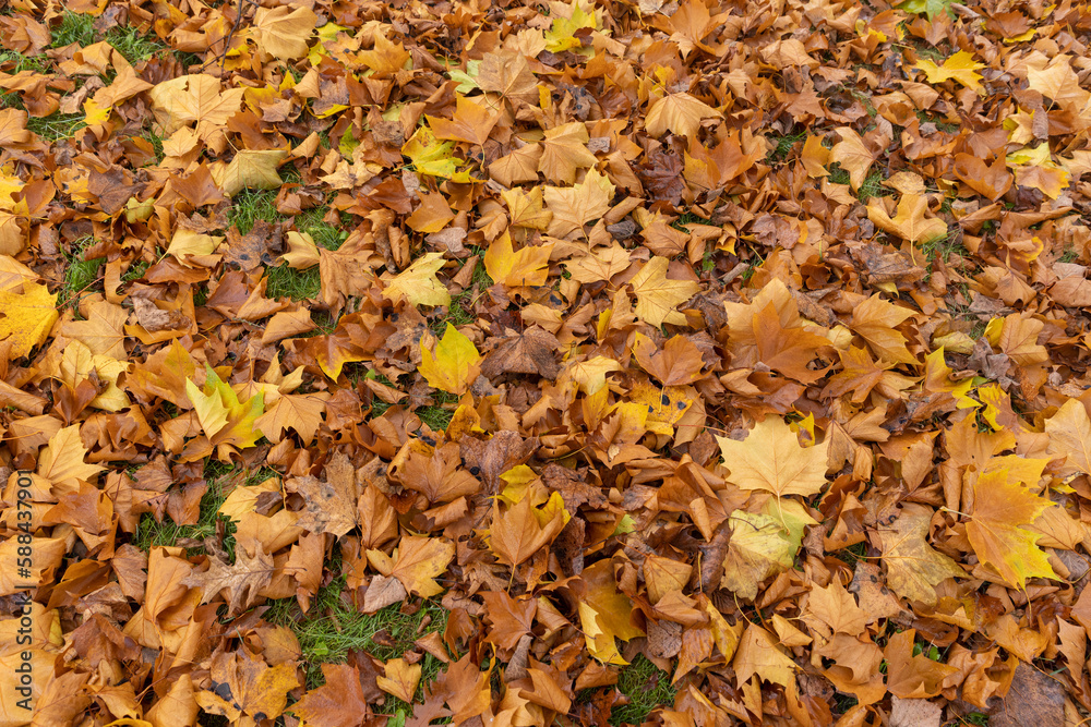 The yellowed foliage of deciduous trees that fell to the ground The yellowed foliage of deciduous trees that fell to the ground