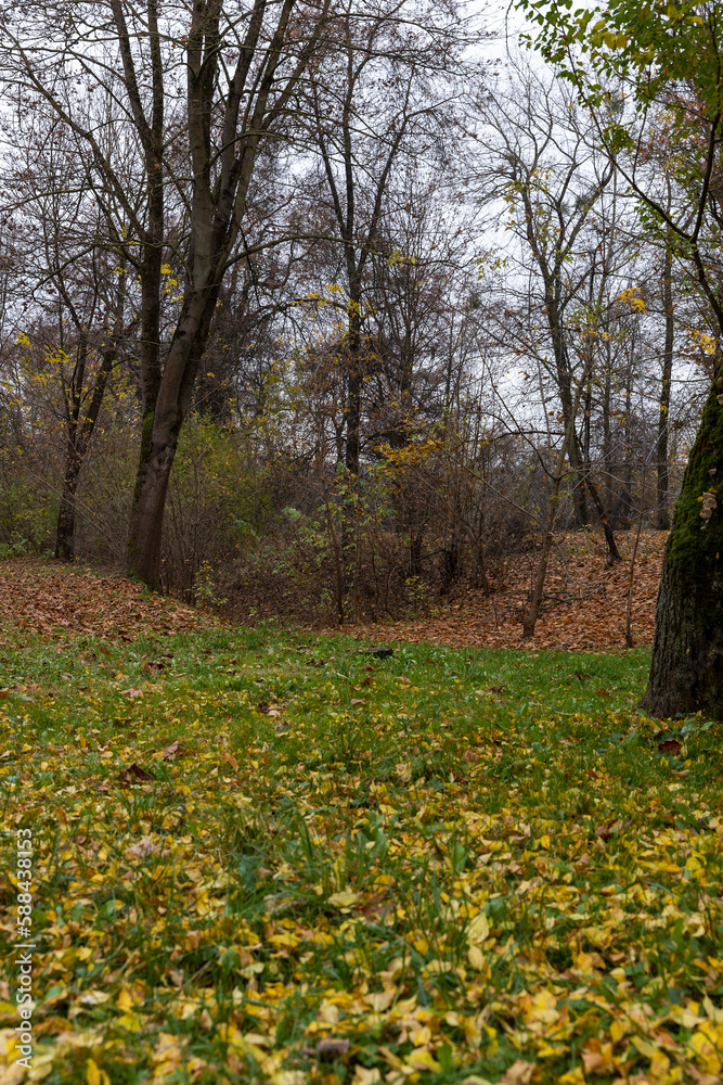Autumn foliage on trees during its color change Autumn foliage on trees during its color change