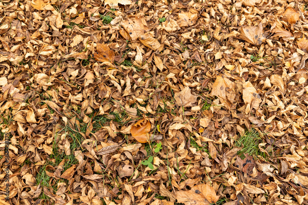 Orange maple foliage after wind and leaf fall