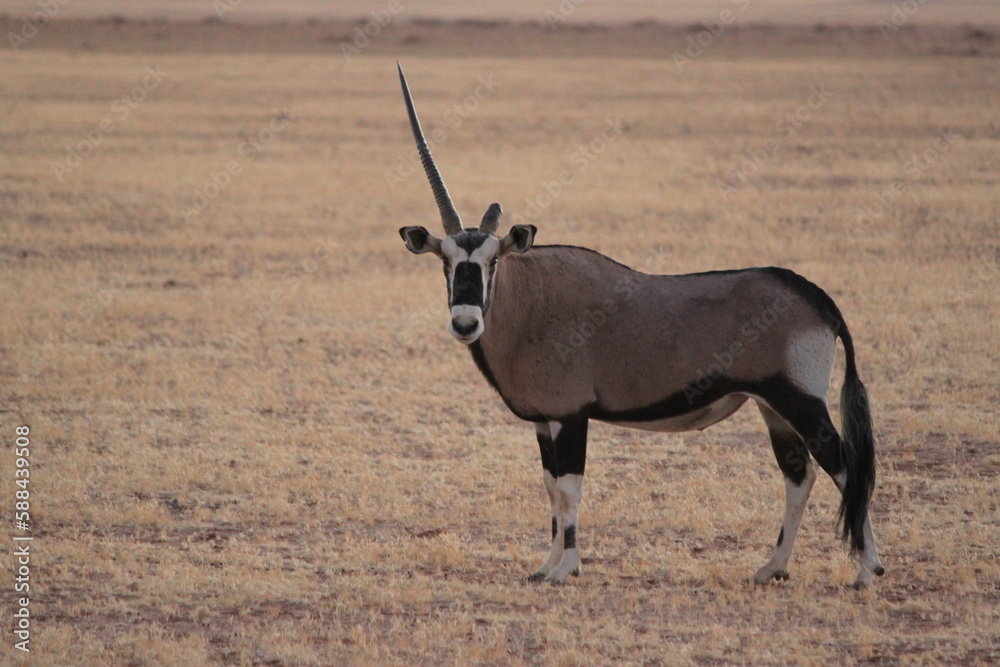 Oryx Oryx