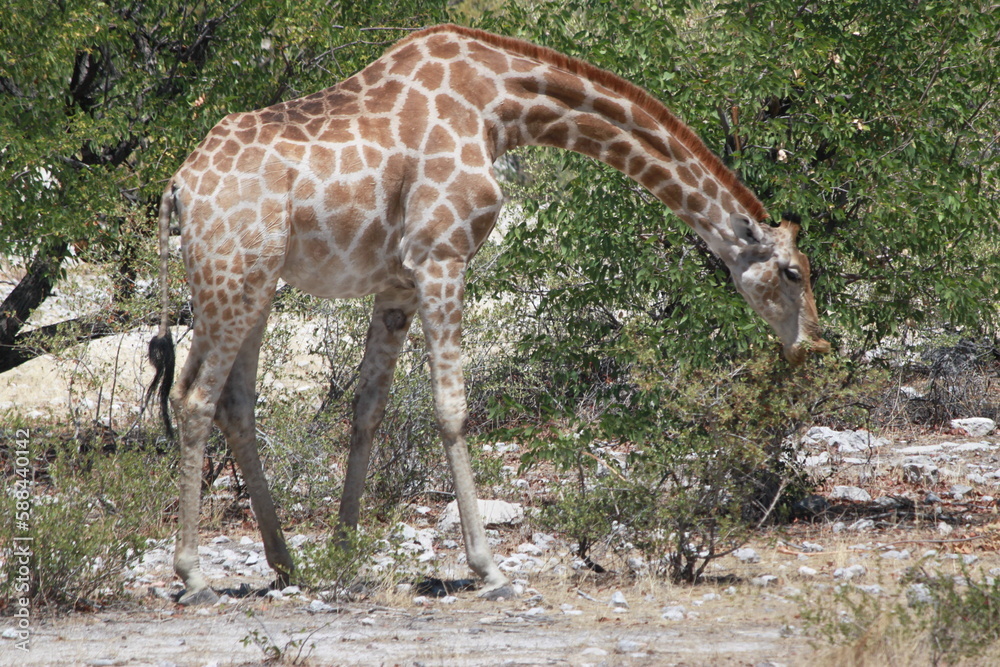 Obraz premium Giraffe