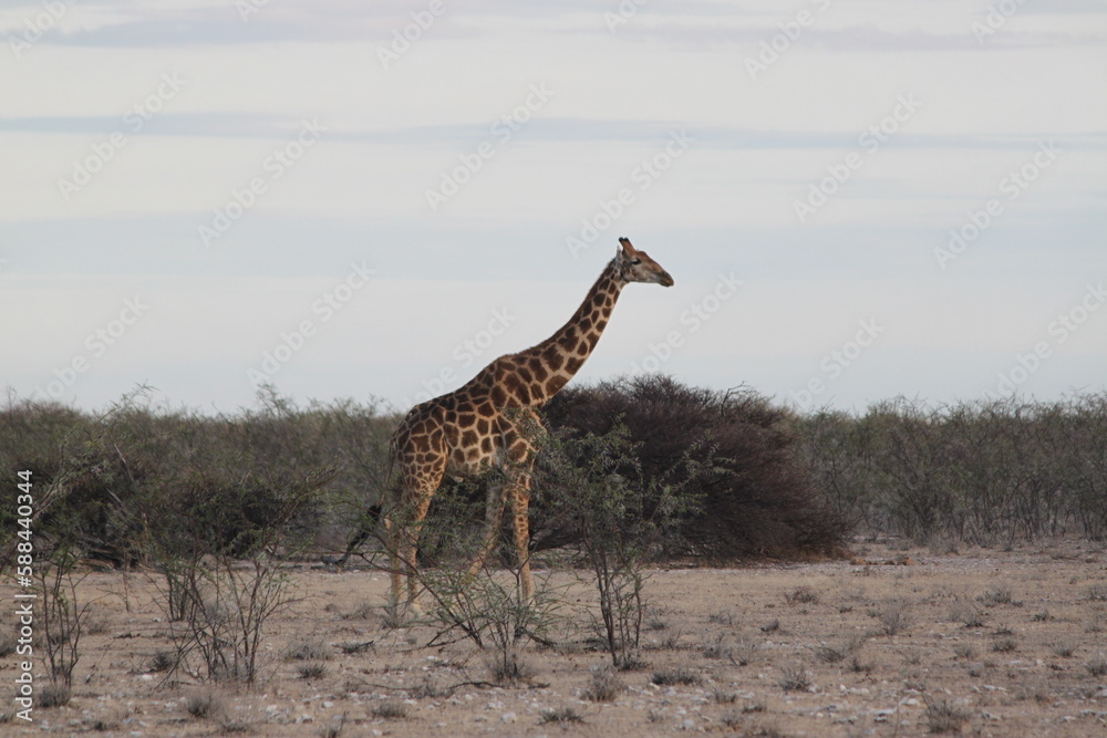 Obraz premium Giraffe