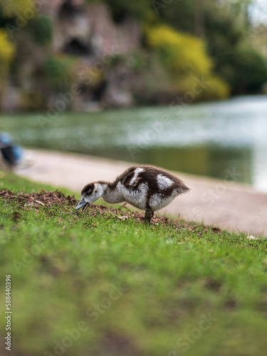 Nile geese with little goslings walk in the central park of Strasbourg. Pure nature. © 31etc