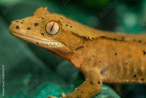 Gekko gecko, crested gecko